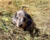 Dachshund (Miniature Smooth Haired)