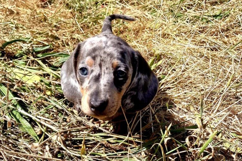 Dachshund (Miniature Smooth Haired)