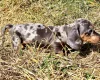 Dachshund (Miniature Smooth Haired)