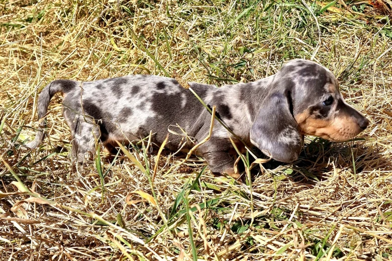 Dachshund (Miniature Smooth Haired)