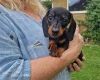 Dachshund (Miniature Smooth Haired)