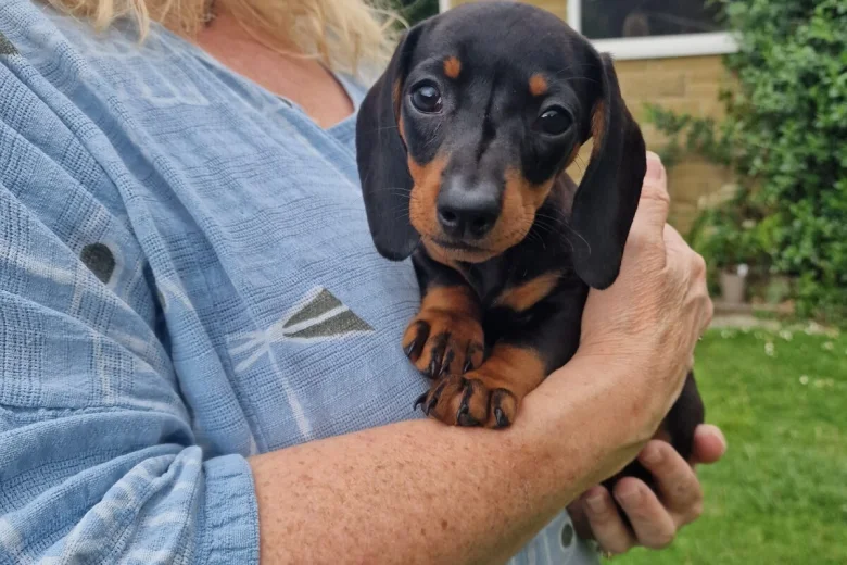 Dachshund (Miniature Smooth Haired)