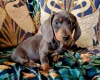 Dachshund (Miniature Smooth Haired)