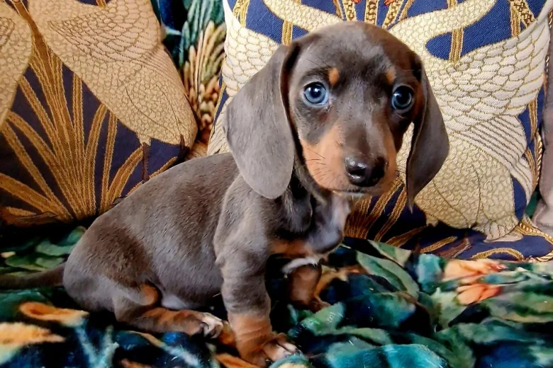 Dachshund (Miniature Smooth Haired)