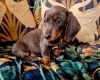 Dachshund (Miniature Smooth Haired)