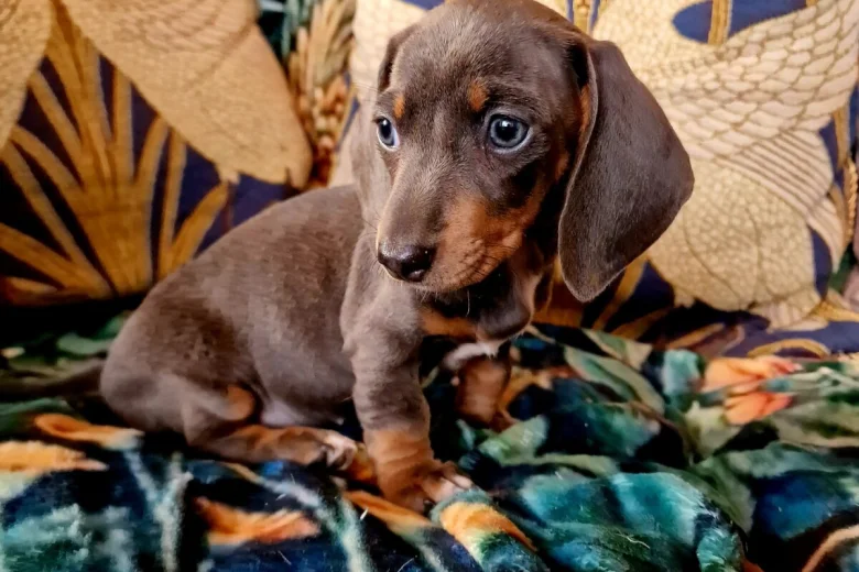Dachshund (Miniature Smooth Haired)