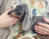Dachshund (Miniature Smooth Haired)