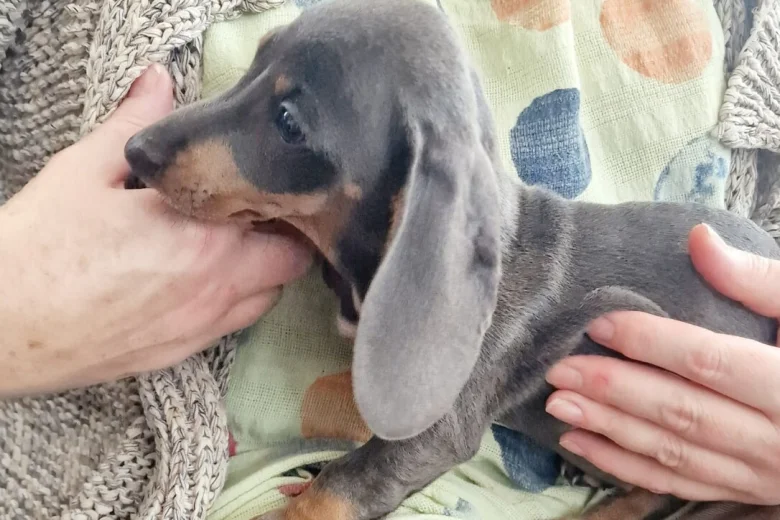 Dachshund (Miniature Smooth Haired)