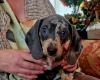 Dachshund (Miniature Smooth Haired)