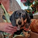 Dachshund (Miniature Smooth Haired)