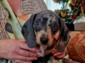 Dachshund (Miniature Smooth Haired)
