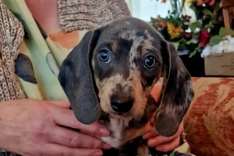 Dachshund (Miniature Smooth Haired)