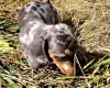Dachshund (Miniature Smooth Haired)