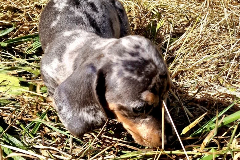 Dachshund (Miniature Smooth Haired)