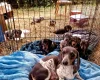 Dachshund (Miniature Smooth Haired)