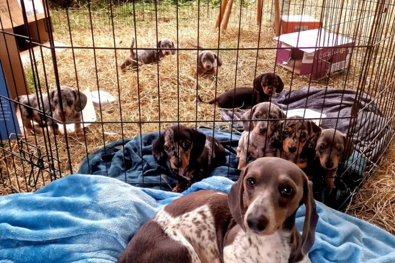Dachshund (Miniature Smooth Haired)