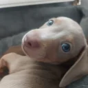 Dachshund (Miniature Smooth Haired)