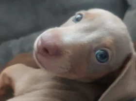 Dachshund (Miniature Smooth Haired)