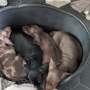 Dachshund (Miniature Smooth Haired)