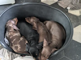 Dachshund (Miniature Smooth Haired)