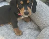 Dachshund (Smooth Haired)