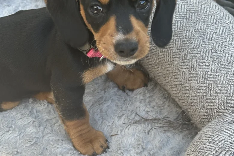 Dachshund (Smooth Haired)