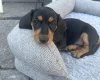 Dachshund (Smooth Haired)