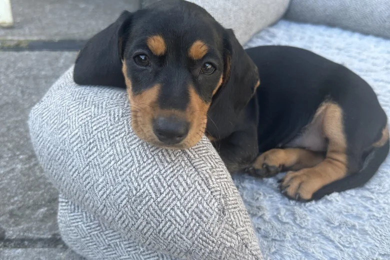 Dachshund (Smooth Haired)