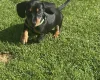 Dachshund (Smooth Haired)