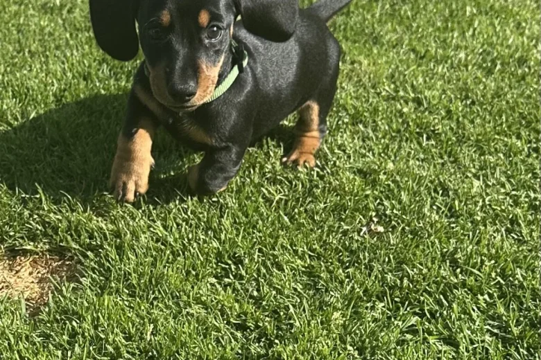 Dachshund (Smooth Haired)