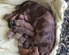 Dachshund (Smooth Haired)