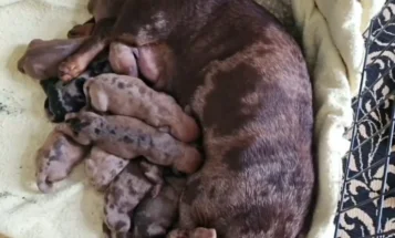 Dachshund (Smooth Haired)