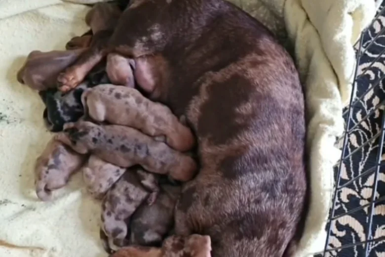Dachshund (Smooth Haired)