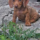 Dachshund (Smooth Haired)