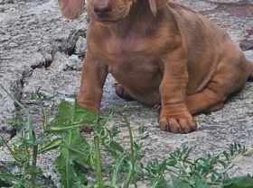 Dachshund (Smooth Haired)