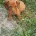 Dachshund (Smooth Haired)