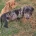Dachshund (Smooth Haired)