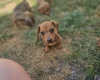 Dachshund (Smooth Haired)