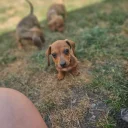 Dachshund (Smooth Haired)