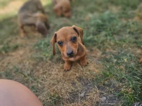 Dachshund (Smooth Haired)
