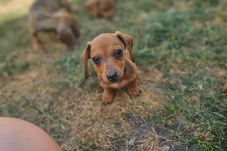 Dachshund (Smooth Haired)