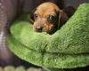 Dachshund (Smooth Haired)