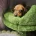 Dachshund (Smooth Haired)