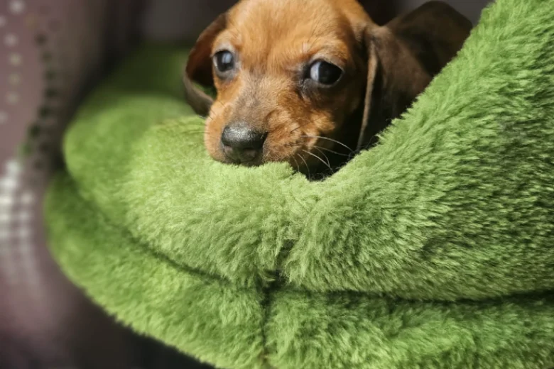 Dachshund (Smooth Haired)