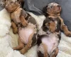 Dachshund (Smooth Haired)
