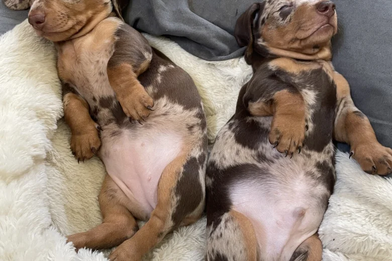 Dachshund (Smooth Haired)