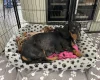 Dachshund (Smooth Haired)