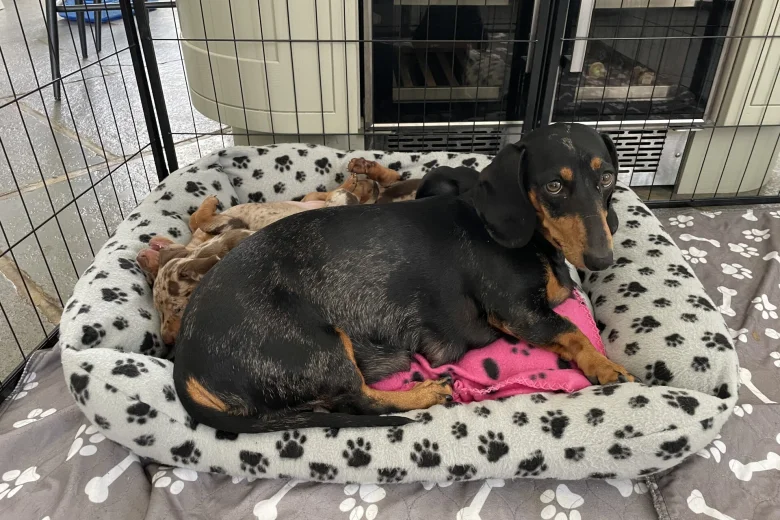 Dachshund (Smooth Haired)