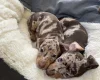 Dachshund (Smooth Haired)
