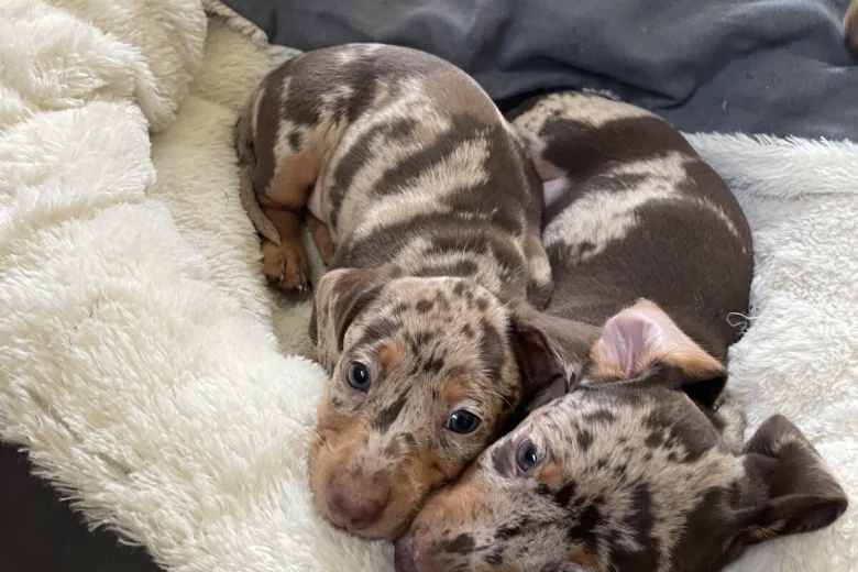 Dachshund (Smooth Haired)